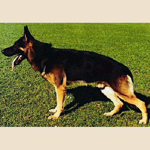 German Shepherd