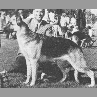 German Shepherd