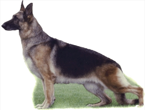 German Shepherd