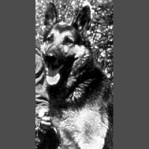 German Shepherd