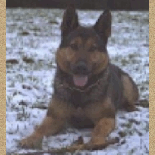 German Shepherd