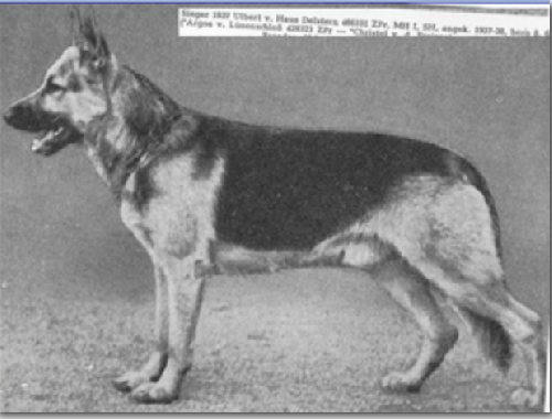 German Shepherd