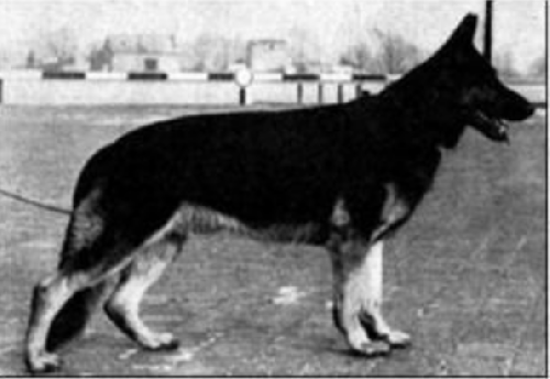 German Shepherd