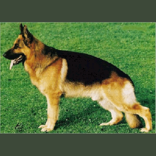 German Shepherd