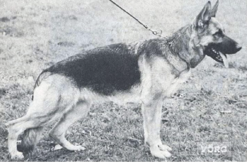 German Shepherd