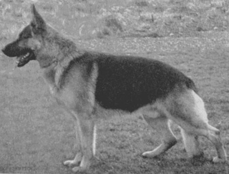 German Shepherd