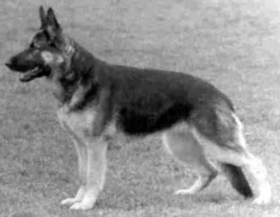 German Shepherd