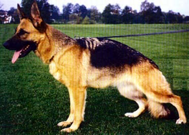 German Shepherd