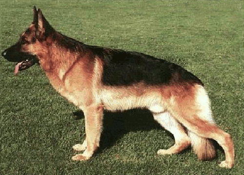 German Shepherd