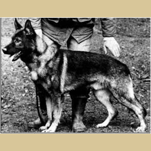 German Shepherd