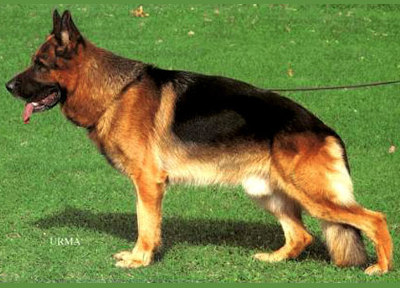 German Shepherd