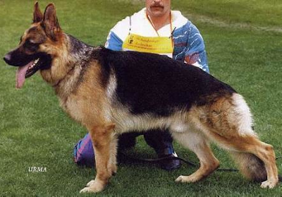 German Shepherd