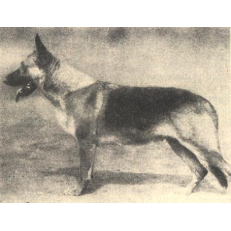 German Shepherd