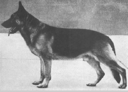 German Shepherd