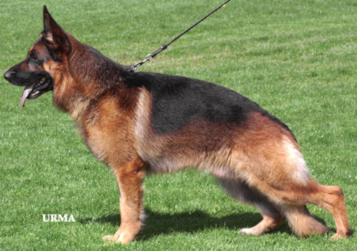 German Shepherd