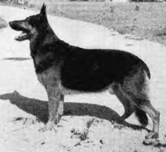 German Shepherd