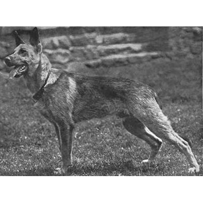 German Shepherd