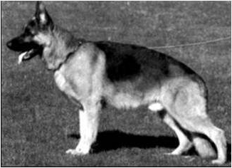 German Shepherd
