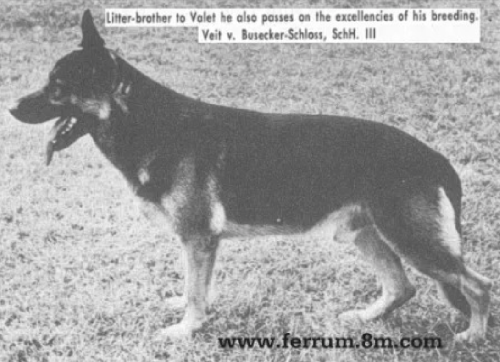 German Shepherd