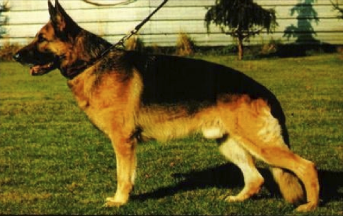 German Shepherd