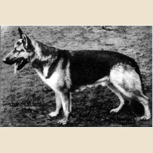 German Shepherd