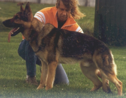 German Shepherd