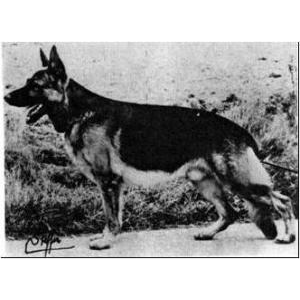 German Shepherd