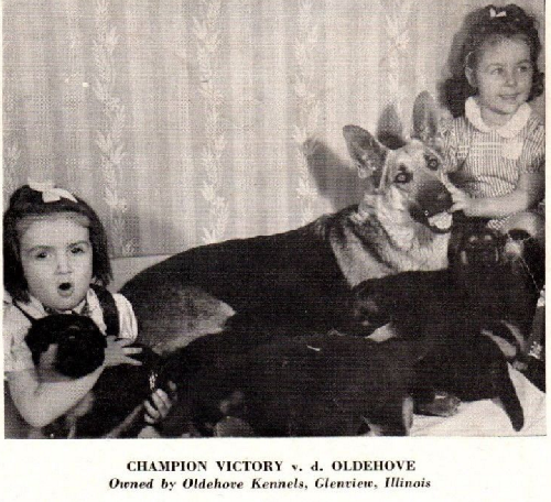 German Shepherd