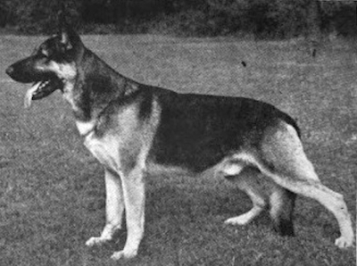 German Shepherd