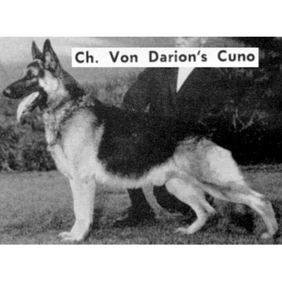 German Shepherd