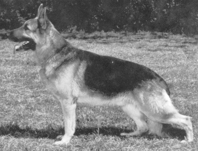 German Shepherd