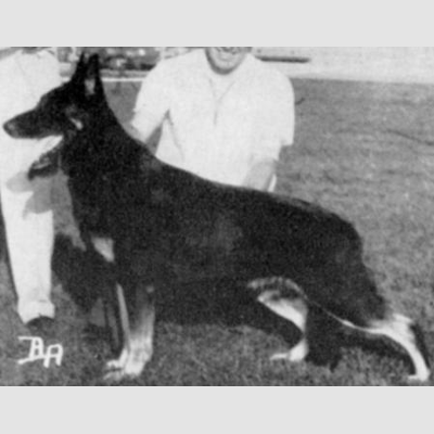 German Shepherd