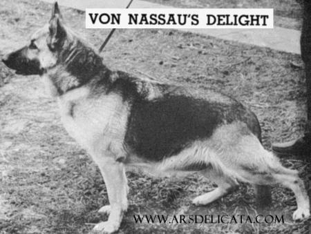 German Shepherd
