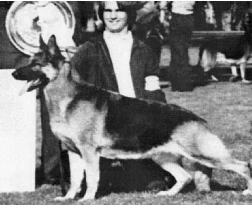 German Shepherd