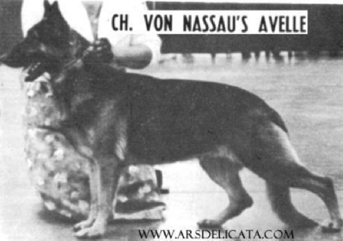 German Shepherd