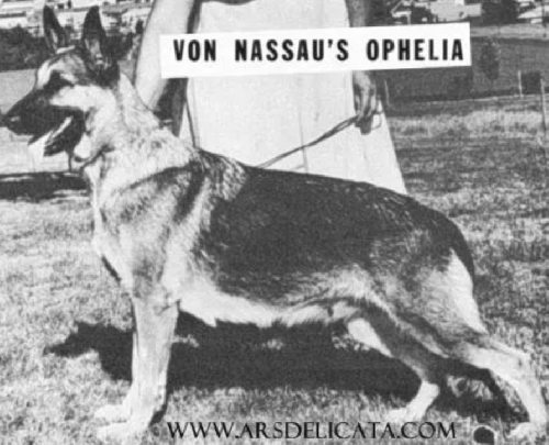 German Shepherd