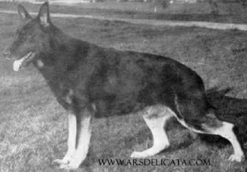 German Shepherd
