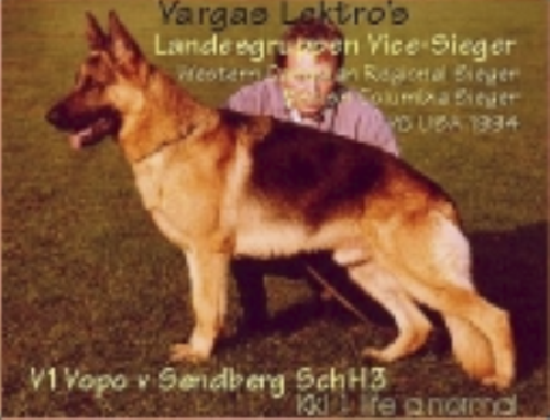 German Shepherd