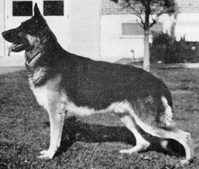 German Shepherd