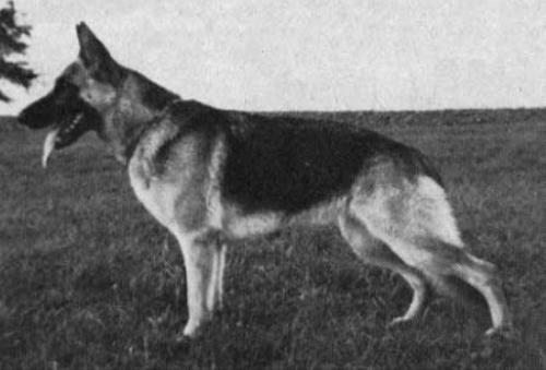 German Shepherd