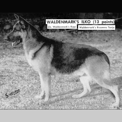 German Shepherd