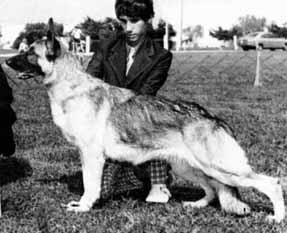 German Shepherd