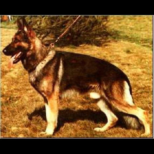 German Shepherd