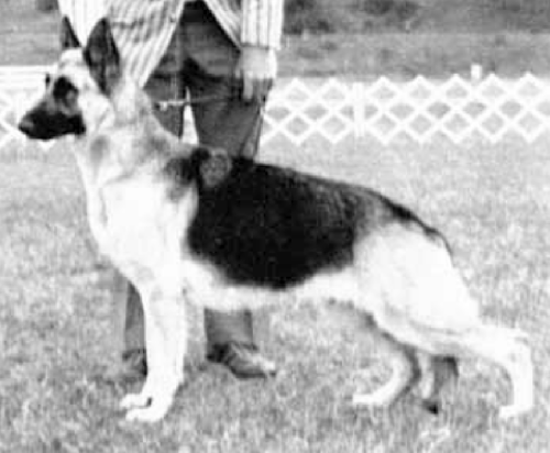 German Shepherd