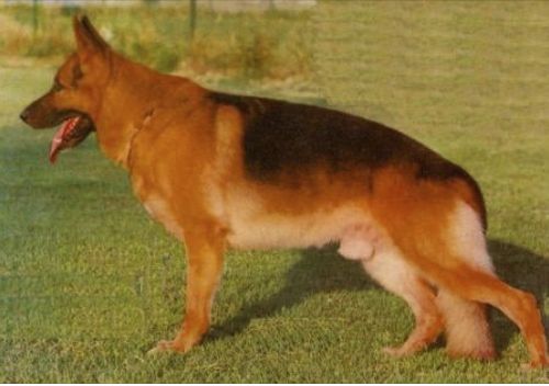 German Shepherd
