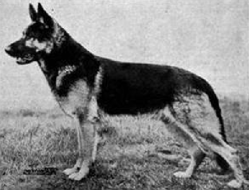 German Shepherd