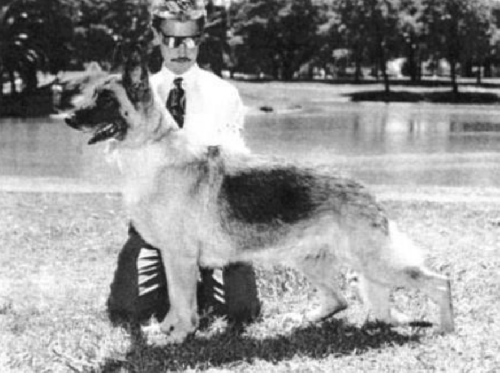 German Shepherd