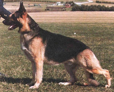 German Shepherd