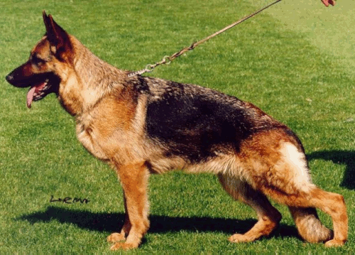 German Shepherd