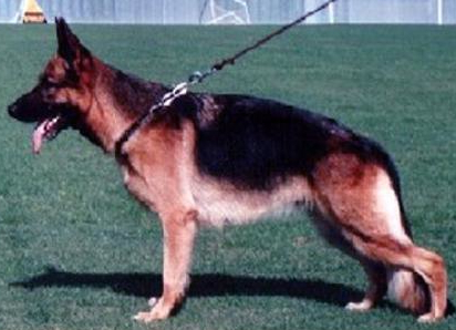 German Shepherd
